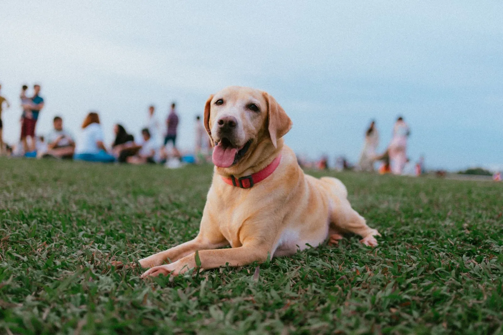 A yellow Labrador lying on the grass.
